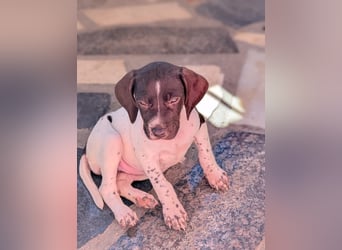 Süße Cookie sucht eine Familie