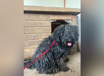 Lola, Puli-Mix, Hündin, geb.am 28.02.2022, 45 cm, 15 kg