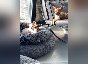 SOPHIE und KAAMI ❤️ 2 Chihuahua Seelen, Pflegefamilie Bochum