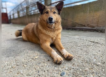 Molly- auf der Suche nach ihren Menschen