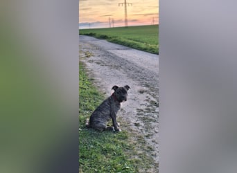 Old Englische Bulldogge Welpe