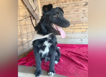 ❤️ superlieber Familienhund JANKO - 2 Jahre, 43cm/15kg - Schnauzer-Mix