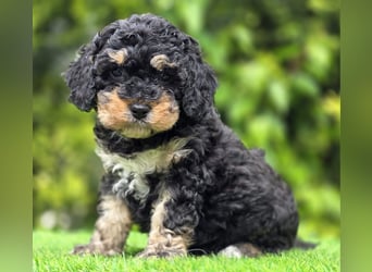 Cavapoo welpen