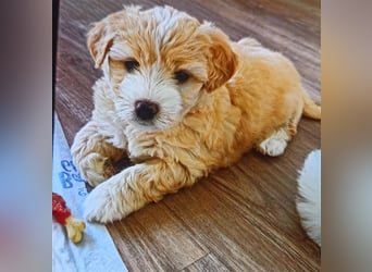 Welpen Malteser Rasse mit Foxterrier Rasse