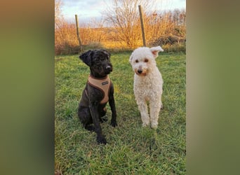 Mimi und Matyi suchen gemeinsam ein neues Zuhause