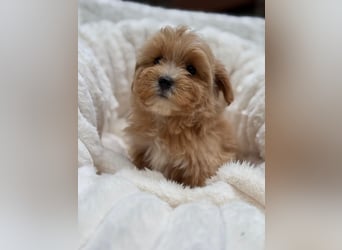 Maltipoo Malteser Toy Pudel Mix Welpen