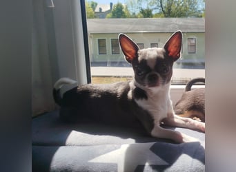 Chihuahua Welpe Lilac kurzhaar