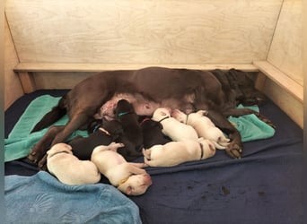 Labrador Retriever mit Ahnenpass,USA Linie.Hausaufzucht