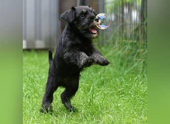 Molly - bezauberndes Zwergschnauzer- Mädchen sucht ab sofort ihr Für-Immer-Zuhause