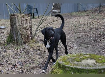 Sam, Dogge-Retriever-Mix, geb. 2023, junger, lieber Rüde leidet sehr im Tierheim!