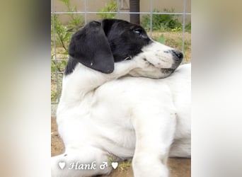 Holly und Hank  suchen ab sofort ein Zuhause