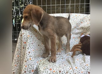 Peanut möchte bald in sein eigenes Zuhause umziehen