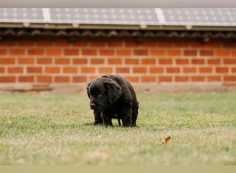 Wunderschöner Golden Retriever - Labrador Mix Welpe