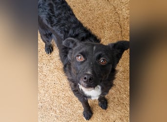 Verspielter ELVIS- sucht Zuhause für immer
