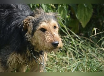 Klausi - Aktiver und lieber kleiner Rüde, ca. 2019 geboren, SEHR menschenbezogen!