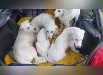 Winnie und seine Brüder: 6 verspielte Labbis