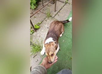 Chance - süßer Fratz sucht ein fröhliches Zuhause