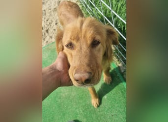 Lara – wunderschönes Retriever Mix Mädchen