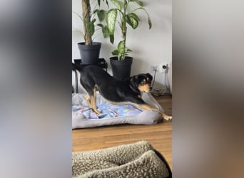 Zako sucht sein Für-Immer-Zuhause ❤️