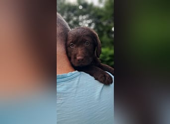 Labradoodle Welpen