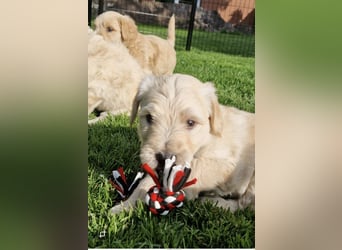 Labradoddle F1