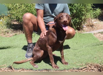 Zoe, Labrador-Mix, lieb und sozial