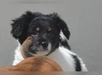 Lady und Boy, zwei fröhliche Welpen voller Neugier und Entdeckungslust