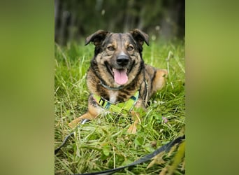 Speedy sucht ein neues Zuhause