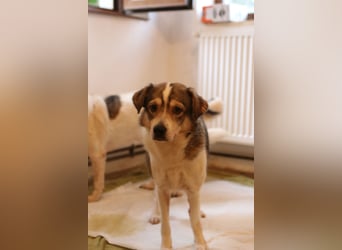 TIMENTES, Hündin, 6 Jahre, 48 cm, Mischling, Tierschutz