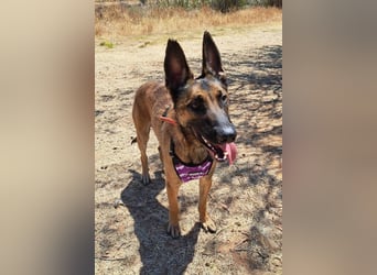 Levante (Spanien) - liebenswerter Junge sucht aktives Zuhause