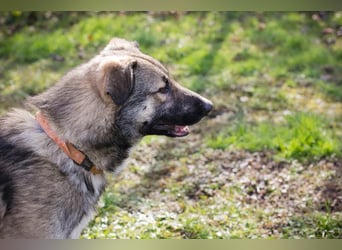 Akido – Sportskanone sucht Zuhause