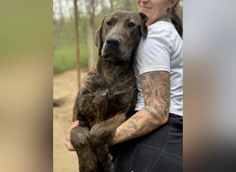 Brenda LM – freundliche Doggen-Boxer-Mix-Hündin sucht liebevolles Zuhause