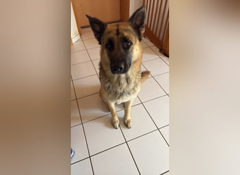 2 liebevolle Schäferhunde suchen ein zu Hause