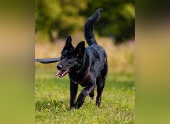 liebe junge Mischlings Hündin Ruby sucht ihre Familie