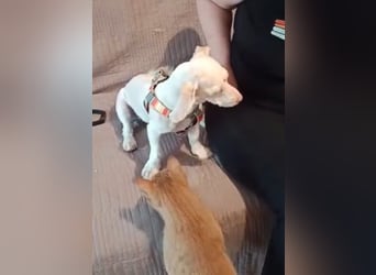 Hooney - freundliche, aktive, katzenverträgliche Malteser-Mix Hündin / Pflegestelle in Brakel