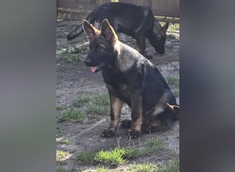 Dunkelgraue Schäferhunde aus Kör-u.Leistungzucht