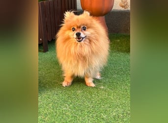 Mogyoro SR- kleiner Pomeranian mit großem Nachholbedarf sucht geduldige Menschen