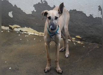 Kronos 07/2024 (ESP) - neugieriger und sanfter, zuckersüßer Galgo Welpe!