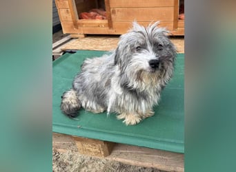 ⭐️CRISBY⭐️, Hündin, 7 Monate, 23 cm, Mischling, Tierschutz