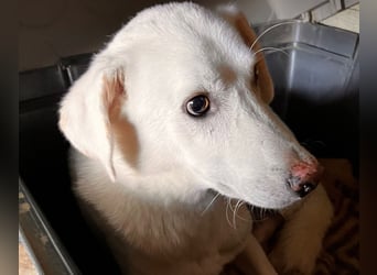 Ugo