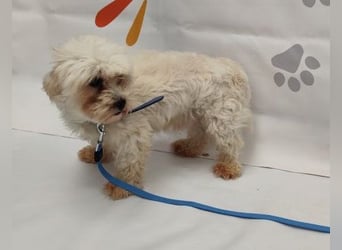 OSCAR - der kleine Mann ist noch etwas zurückhaltend und träumt von einer geduldigen Familie