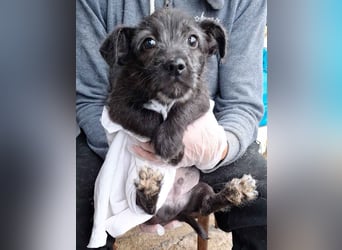 ⭐️LULU⭐️, Rüde, 2,5 Monate, 17 cm, Mischling, Tierschutz
