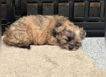 Maltipoo - Welpen - Rüden und Hündin