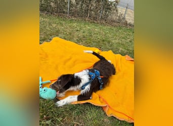 Rambo sucht ein neues Zuhause