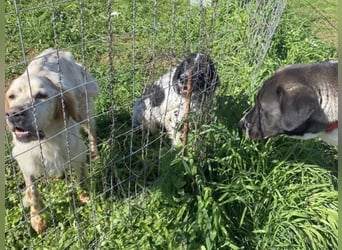 Leroy - super freundlich sucht Familienanschluss