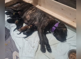 Cane Corso Boerboel