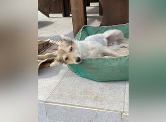 OZZY - sucht eine liebevolle Familie!