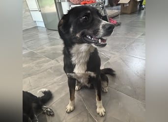 Socke - absoluter Familienhund
