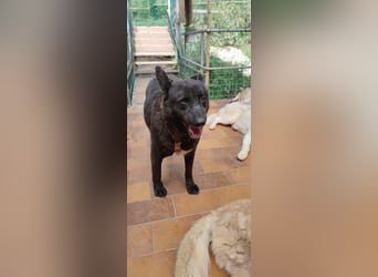 Raven - lieber Anfängerhund in Deutschland