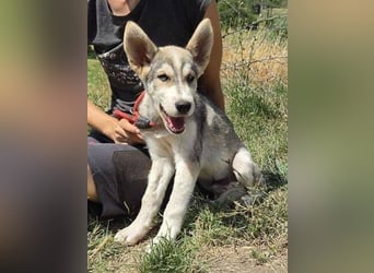 MONTY Husky Mix